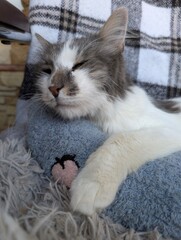 Cute Grey And White Cat Sleeping On A Cozy Blanket
