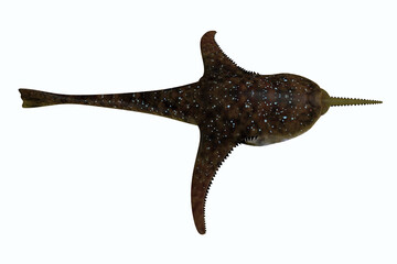 Doryaspis Fish Profile - Doryaspis is an extinct primitive jawless fish that lived in the seas of the early Devonian Period.