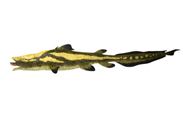 Edestus Carboniferous Shark - Edestus shark lived in seas of the Carboniferous Period in North America, England and Russia.
