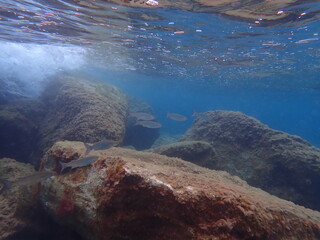 Golden grey mullet (Chelon auratus) undersea, Ligurian Sea, Italy, Imperia