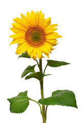 Sunflower isolated on white background. Sun symbol. Flowers yellow, agriculture. Seeds and oil. Flat lay, top view