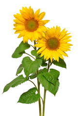 Obraz premium Two sunflowers in bouquet isolated on white background. Sun symbol. Flowers yellow, agriculture. Seeds and oil. Flat lay, top view. Bio. Eco. Creative