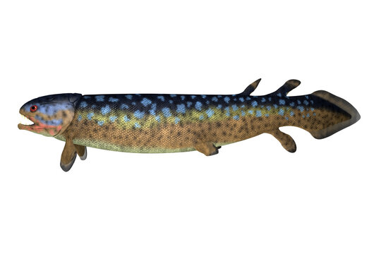 Rhizodus Fish Profile - Rhizodus was a carnivorous predator fish that lived in freshwater during the Devonian and Carboniferous Periods.