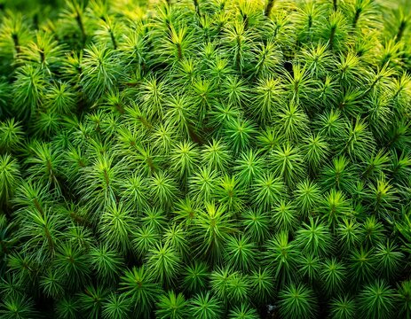 lush green moss texture vibrant emerald tones natural background organic detail macro growth - Powered by Adobe
