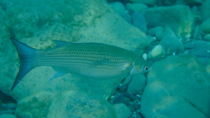 Golden grey mullet (Chelon auratus) undersea, Ligurian Sea, Italy, Imperia