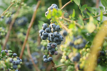 Ripe blueberries on bunch in an orchard