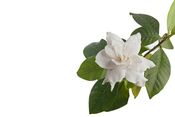 beautiful white flower gardenia on  White background