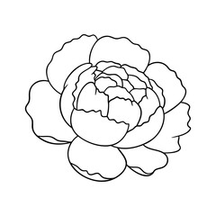 November birth flower peony, line art vector, black and white botanical illustration, elegant floral sketch, minimalist outline drawing, hand drawn monochrome flower design, tattoo style