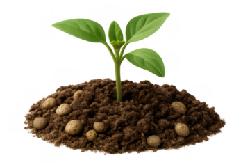 Green seedling growing from soil with fertilizer pellets on transparent background, symbolizing new beginnings and environmental care