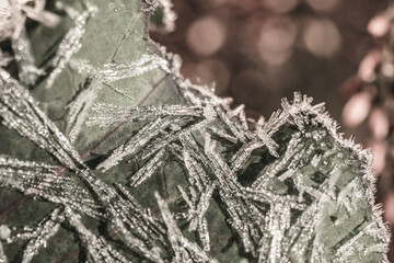 Winter frost forming geometric crystals on ornamental cabbage Brassica oleracea leaf surface.