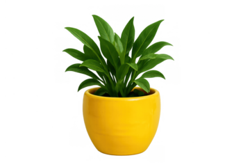 Potted green houseplant growing in a yellow ceramic pot, creating natural home decor, isolated on transparent background