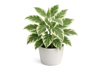 Obraz premium Potted houseplant with variegated green and white leaves. Indoor foliage plant in white ceramic pot, transparent background