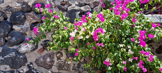 Bougainvillea flowers grow on a stone wall in a sunny outdoor space in a garden setting during daytime