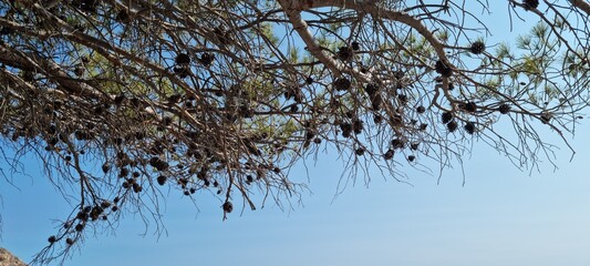Pine tree branches with cones against blue sky at the beach during daytime