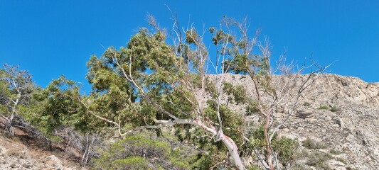 Trees grow on a hillside under a clear blue sky during daytime near a rocky area with sparse vegetation