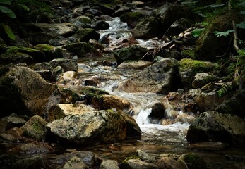 detail of a cold forest stream with a stone bottom