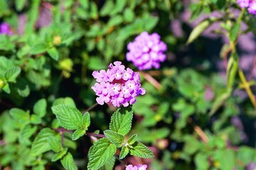 Lantana montevidensis - Trailing Lantana Blooming Close-up
