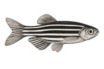 Zebrafish scientific illustration, danio rerio genetic research model organism, black and white biological drawing