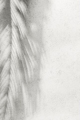 Cloud Dancer color of year 2026. Palm leaf shadow on white concrete wall. Minimal exotic background