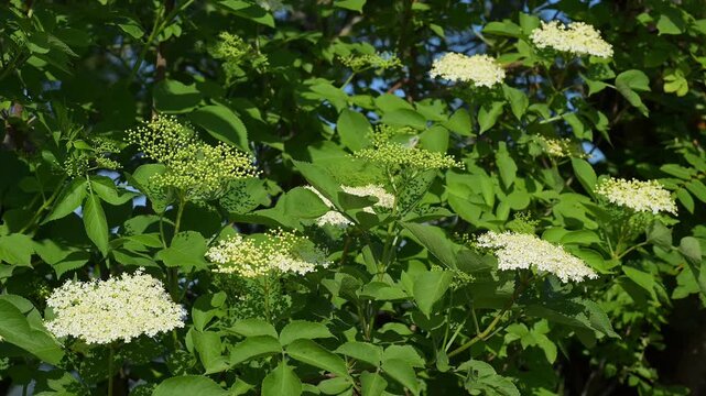 Holunder (Sambucus), mit wei&szlig;en Bl&uuml;ten in Nahaufnahme, Fladungen, Hohe Rh&ouml;n, Rh&ouml;n, Hessen, Deutschland, Europa