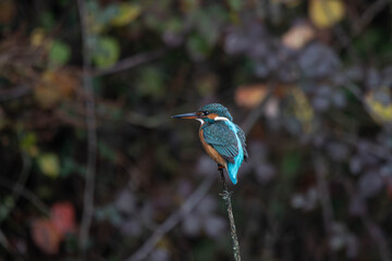 bird, kingfisher, nature, wildlife, animal, birds