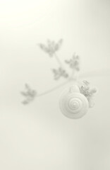 Minimal macro shot of a white snail shell on a plant in Cloud Dancer color of the year 2026.
