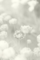 Soft blooming white tulips in Cloud Dancer color of the year 2026.