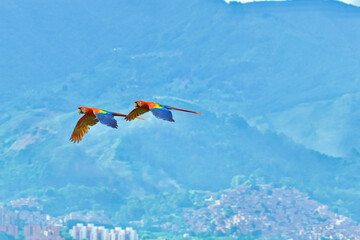 2 macaws flying in the sky of Medellin, Colombia with a part of the district of Bel&eacute;n and the green mountains in the background.