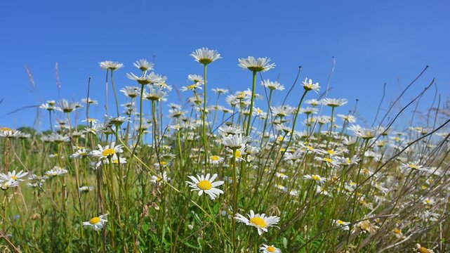 Margeriten, ragen, Luft, blau, Himmel, Fladungen, Hohe Rh&ouml;n, Rh&ouml;n, Hessen, Deutschland, Europa