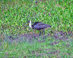 A Straw Necked Ibis Feeding in a Wetland
