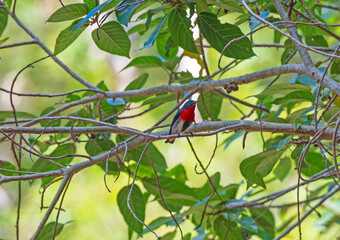 Mistletoebird in Tropical Tree