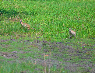 A Pair of Agile Wallabies in a Wetland