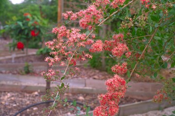 Lawsonia inermis - Henna Blooming Close-up
