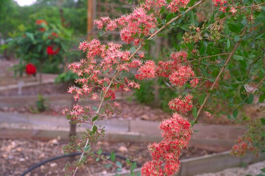 Lawsonia inermis - Henna Blooming Close-up
