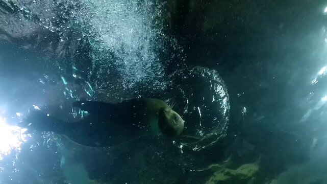 A California sea lion floats at the surface inside the Los Islotes cave and approaches to &ldquo;kiss&rdquo; the camera in the Sea of Cortez, Baja California, Mexico. 