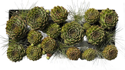 A vibrant collection of Sempervivum houseleek succulent plants with beautiful rosettes of varying sizes creating a lush green living wall panel on a white backdrop
