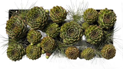 A vibrant collection of Sempervivum houseleek succulent plants with beautiful rosettes of varying sizes creating a lush green living wall panel on a white backdrop