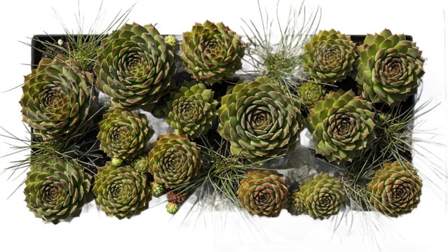 A vibrant collection of Sempervivum houseleek succulent plants with beautiful rosettes of varying sizes creating a lush green living wall panel on a white backdrop