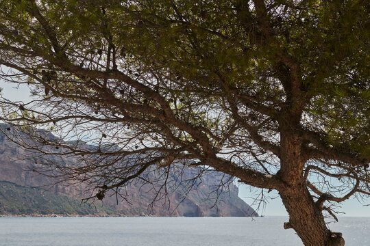 Windblown trees,  Calanques, Cassis, France