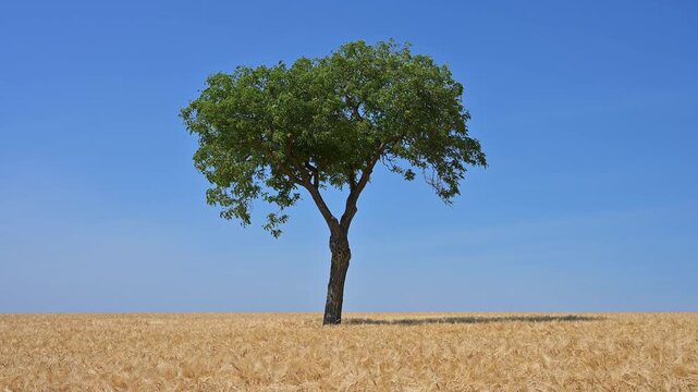 Ein einzelner Nussbaum erhebt sich &uuml;ber ein goldenes Gerstenfeld unter einem blauen Himmel, Sommer, Mainfranken, Bayern, Deutschland, Europa 