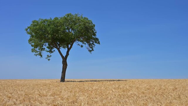Ein einzelner Nussbaum erhebt sich &uuml;ber ein goldenes Gerstenfeld unter einem blauen Himmel, Sommer, Mainfranken, Bayern, Deutschland, Europa 