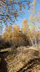 Obraz premium autumn in the forest