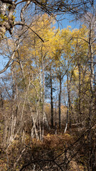 Fototapeta premium autumn in the forest