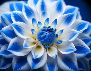 detailed close up of a vibrant blue and white dahlia