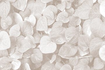 Cloud dancer color leaf texture, nature monochrome background. Color of the year 2026