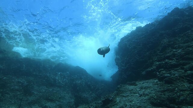 A California sea lion descends from a choppy, wave-stirred surface toward the depths, then turns and swims back upward in the Sea of Cortez, Baja California, Mexico. 