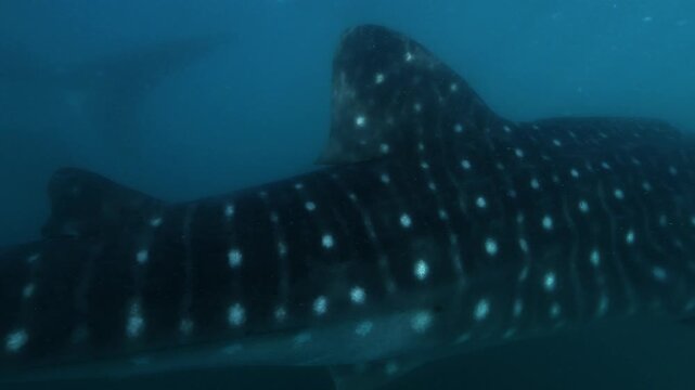 A whale shark &ndash; Rhincodon typus &ndash; swims past the camera while a remora follows closely behind in the Sea of Cortez, Baja California, Mexico. Check my portfolio for more whale shark footage.