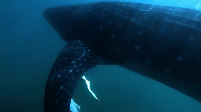 Close-up detail of a whale shark&rsquo;s pectoral fin &ndash; Rhincodon typus &ndash; showing several white remoras attached as it swims in the Sea of Cortez, Baja California, Mexico