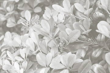 Cloud dancer color leaf texture, nature monochrome background. Color of the year 2026