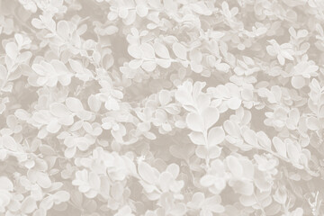 Cloud dancer color leaf texture, nature monochrome background. Color of the year 2026
